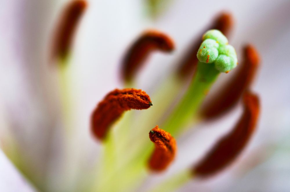 Photograph by Алексей Петров