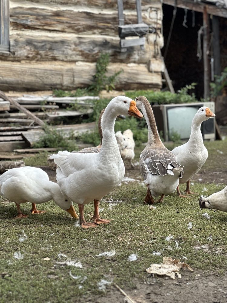 Photograph by Ольга Дрюк