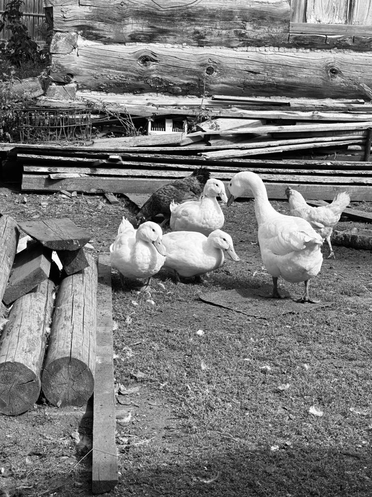 Photograph by Ольга Дрюк