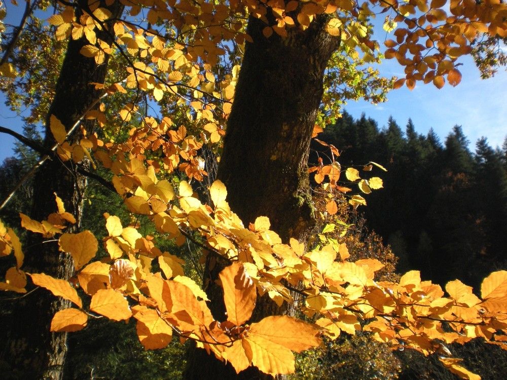 Фотография автора Nicole Thévenon