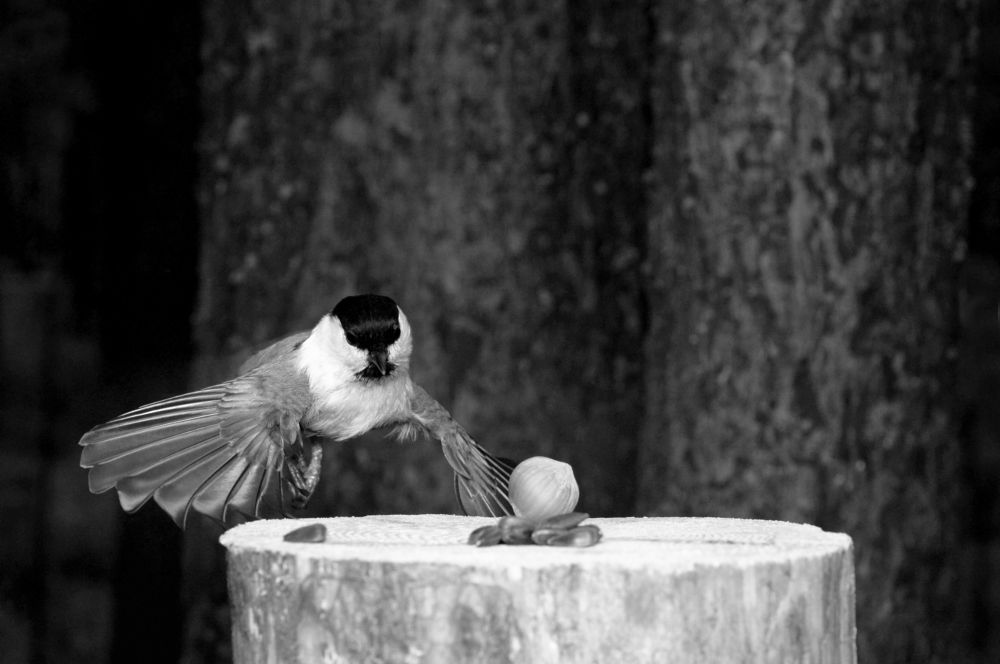 Прилетела Буроголовая гаичка