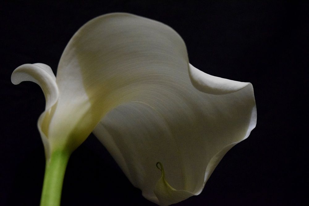 Photograph by Beatriz Games