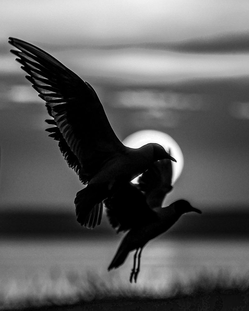 Photograph by Chic.chiquitita