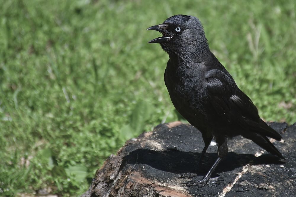 Photograph by Корнейчук Игорь