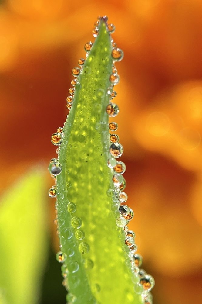 Фотография автора BIPLAB MISRA