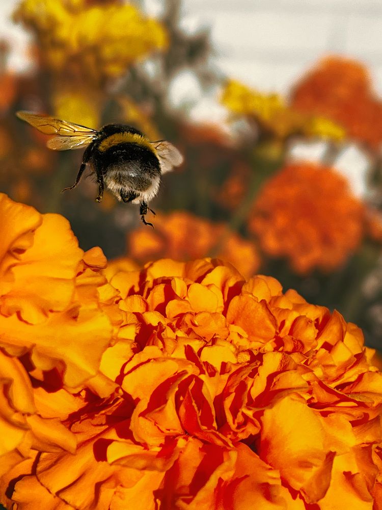 Photograph by Алина Шорина