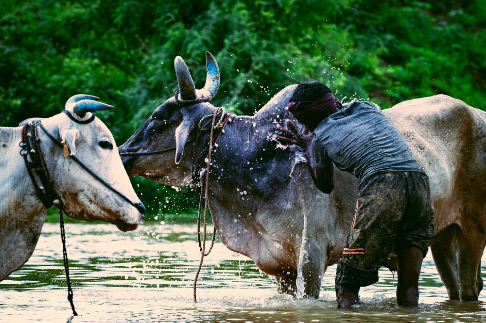 Bathing With My Friends