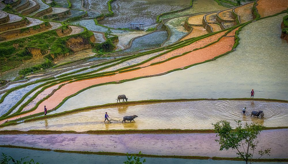 Photograph by Do Thi Thanh Binh