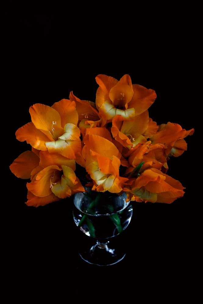 Гладиолусы