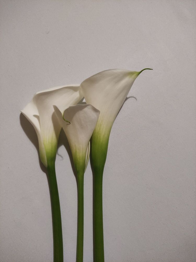 Photograph by Ирина Алексеевская