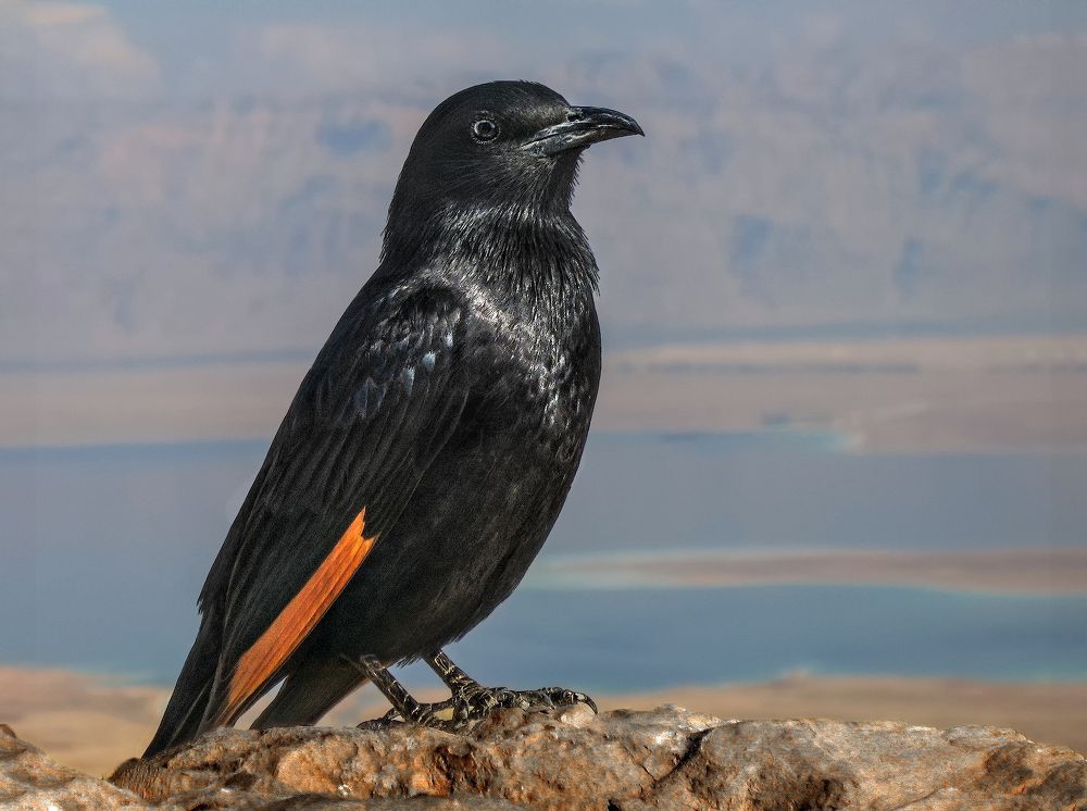 Photograph by Марина Ческис