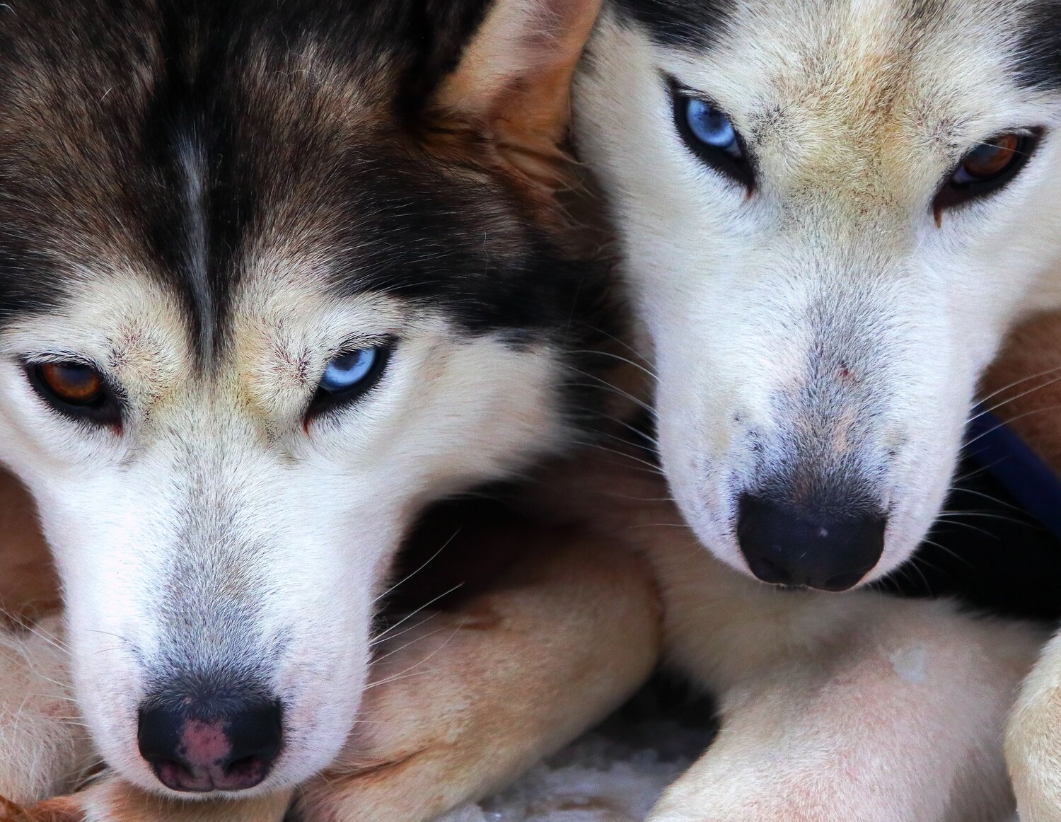Photo #9529856