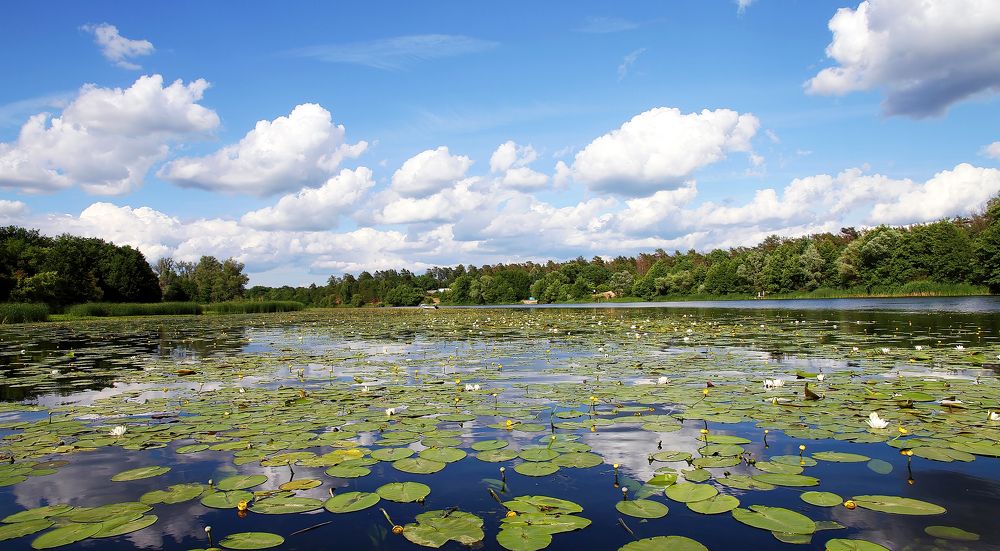 Photograph by Вячеслав Кровопусков