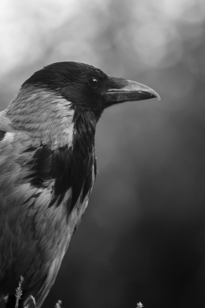 Фотография автора Koosha Zeineddin