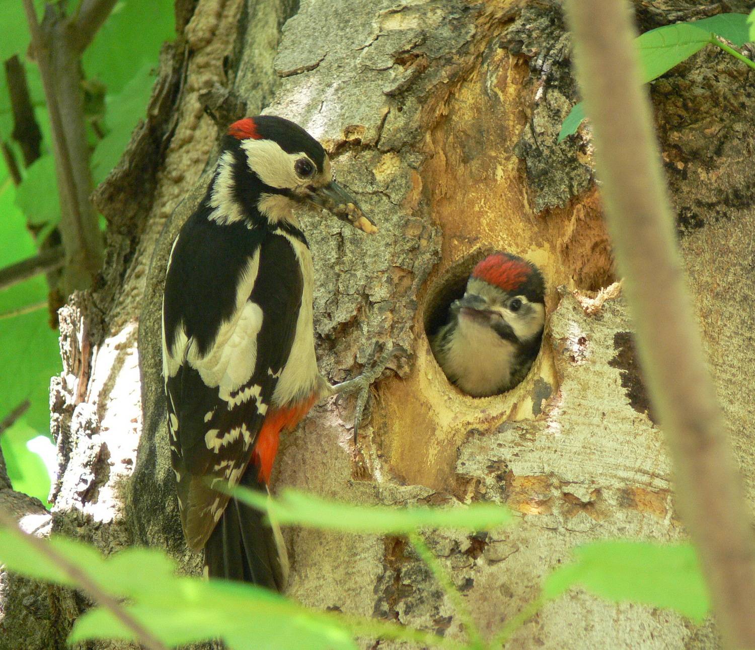 Photo #9530042