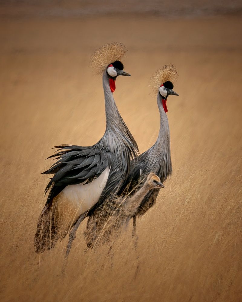 Grey Crowned Crane family with chik