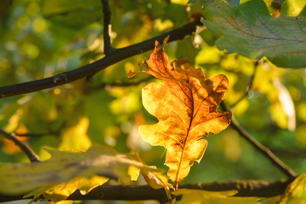 Photograph by Иван Курятников
