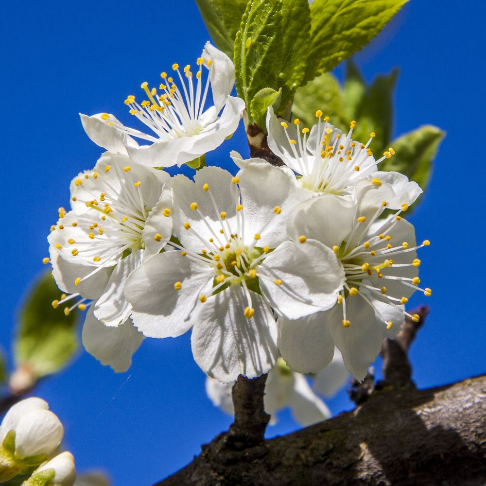 Белый цвет -10