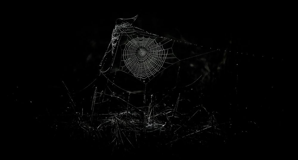 Spider web in the black darkness