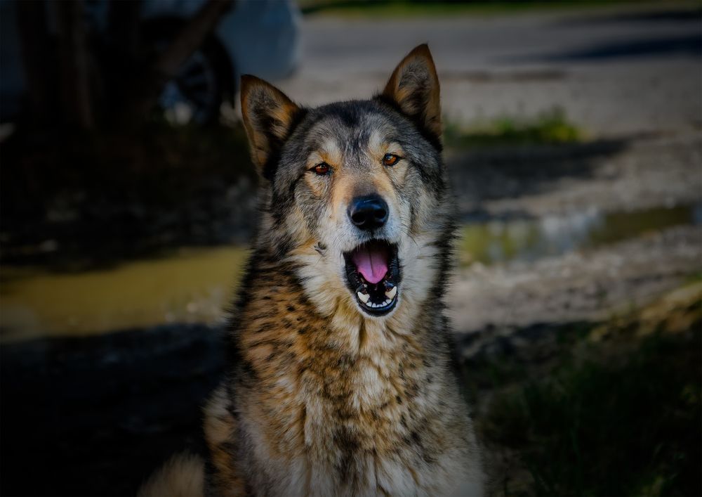 Эмоциональный портрет