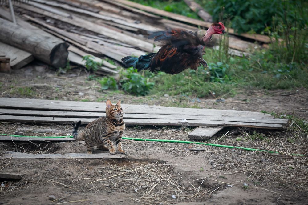 Photograph by Очева Наталья Александровна