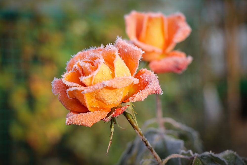 Photograph by Филиппов Олег