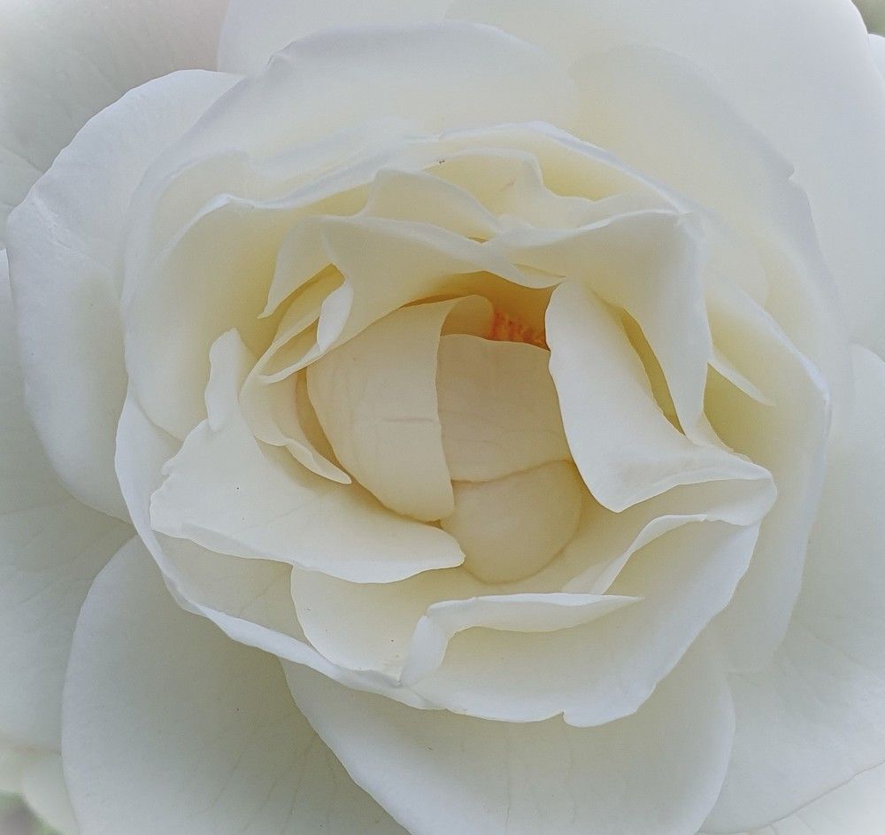 Photograph by Яна Галимуллина