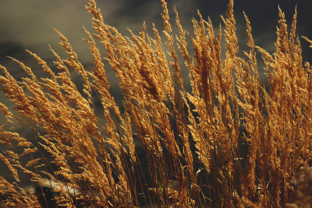 Photograph by Виктория Браун