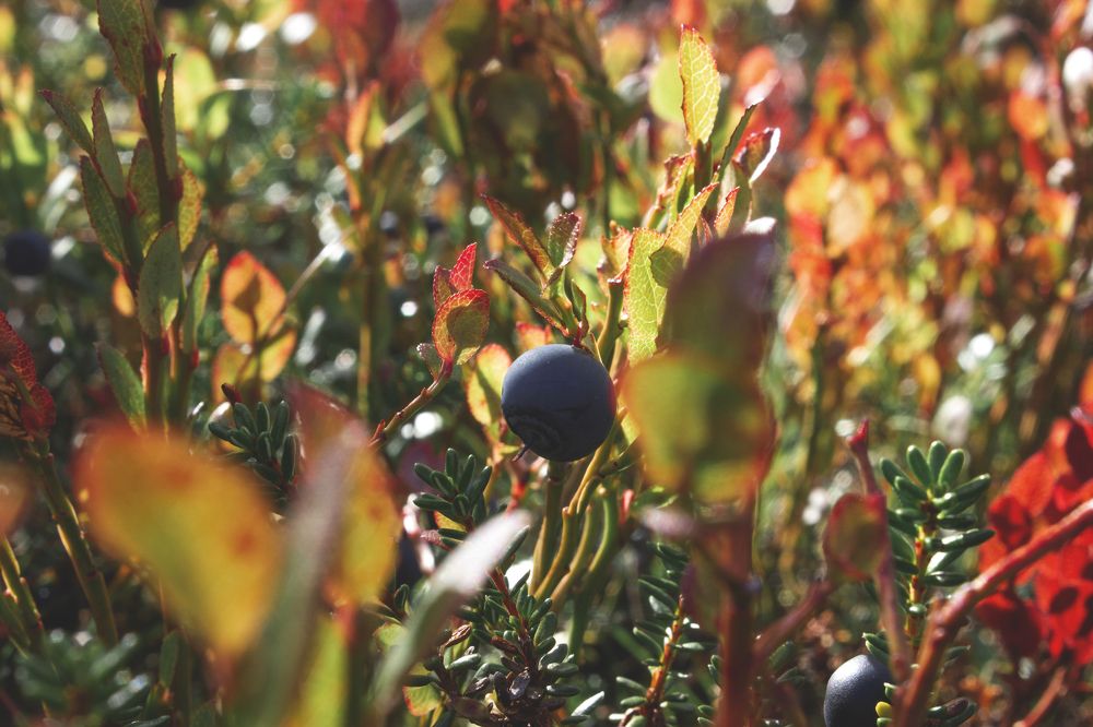 Photograph by Виктория Браун