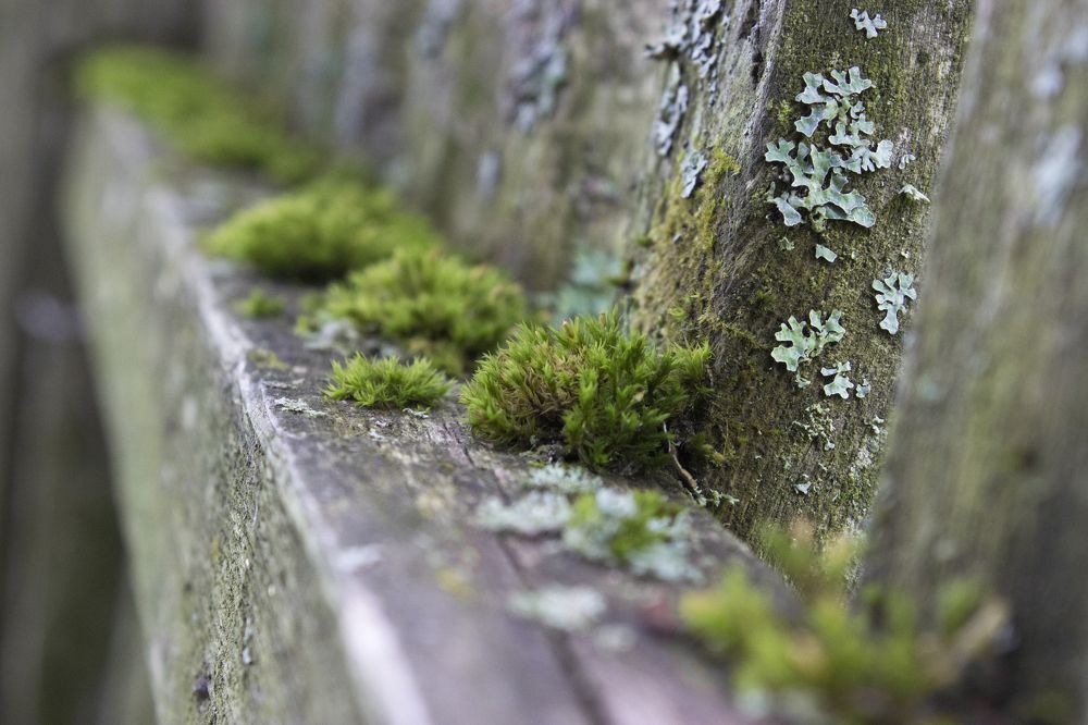 Photograph by Виктория Браун