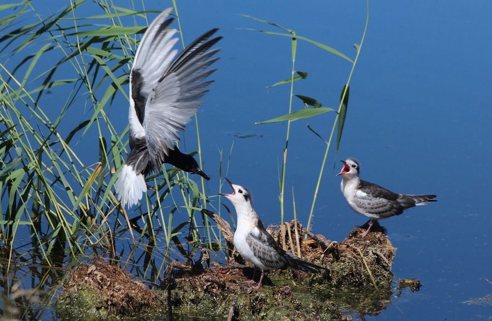 Photograph by Александр Велигура
