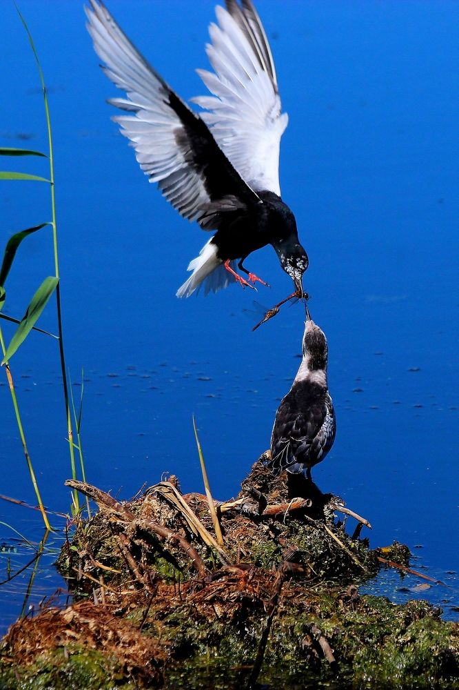 Photograph by Александр Велигура