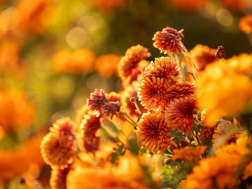 Photograph by Rogozina Olga