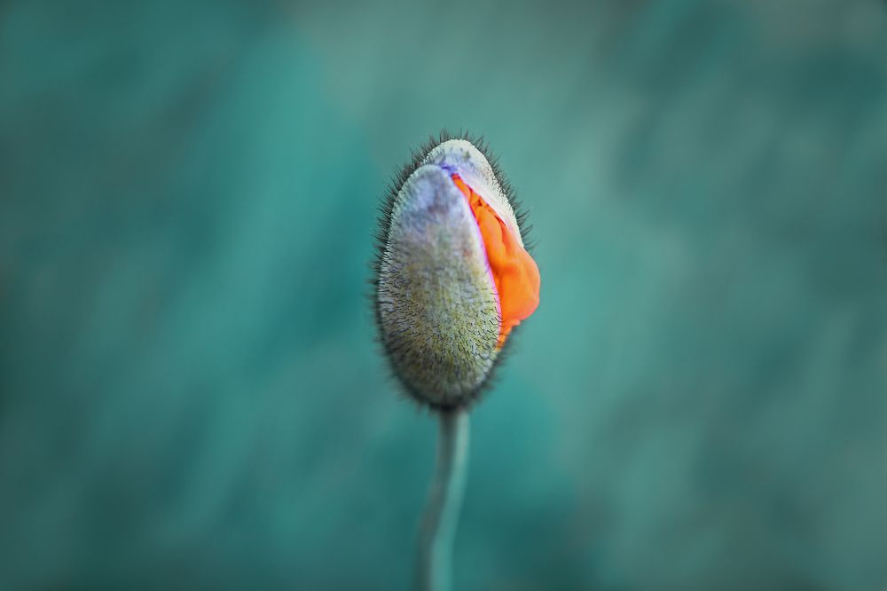 Photograph by Сергей Романченко