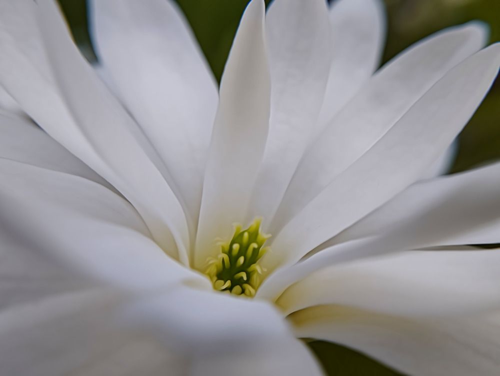 Photograph by Irina Dali