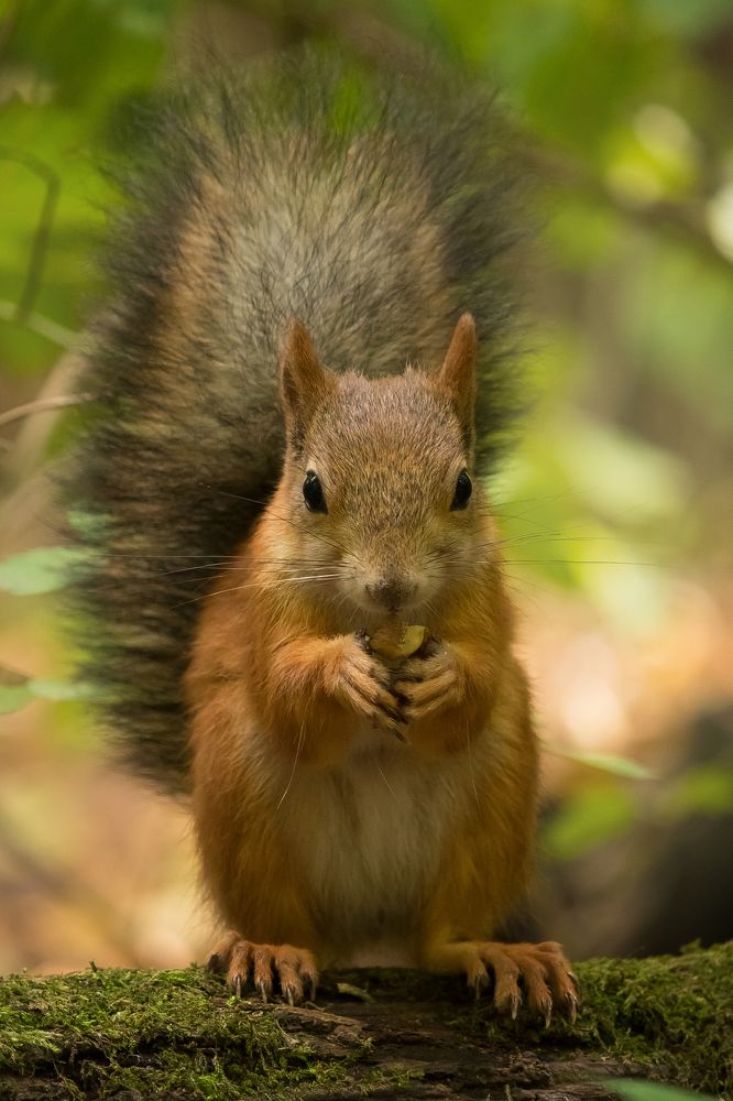 Photograph by Виктория Мамаева