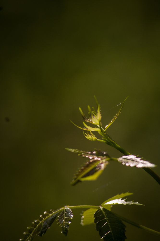 Photograph by Muhammed Junaid A P