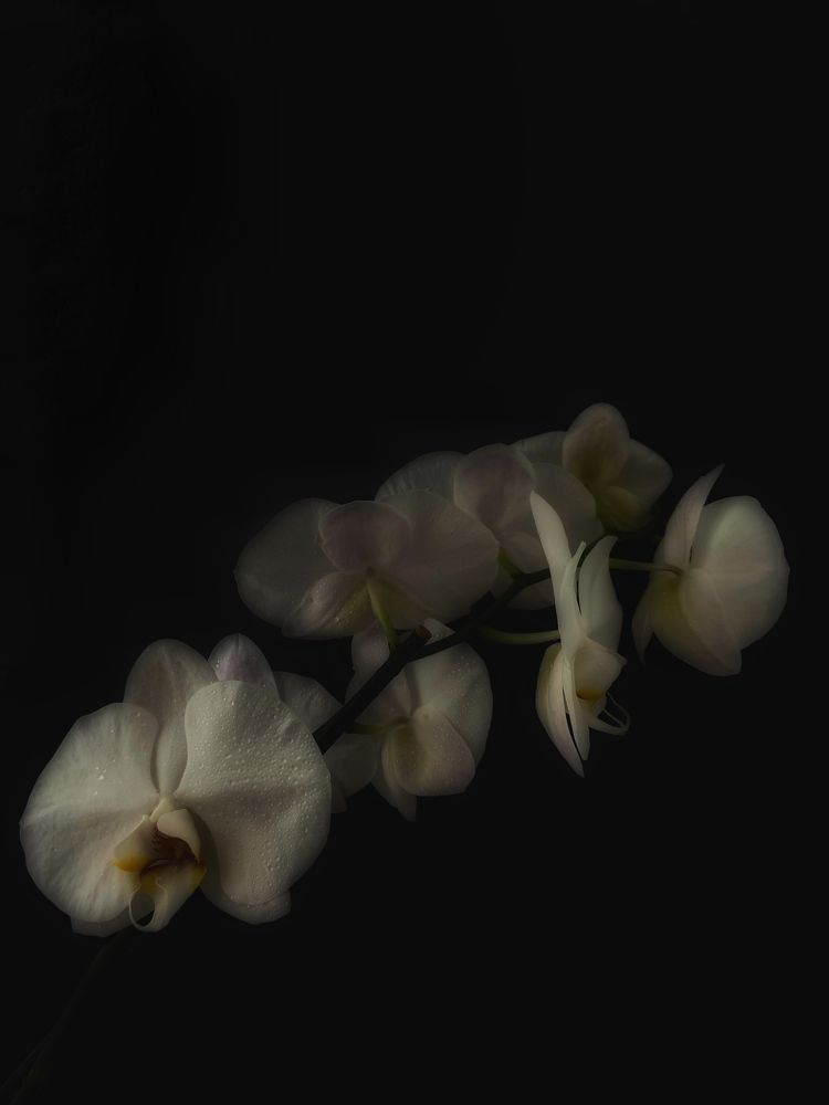 Нежная любовь