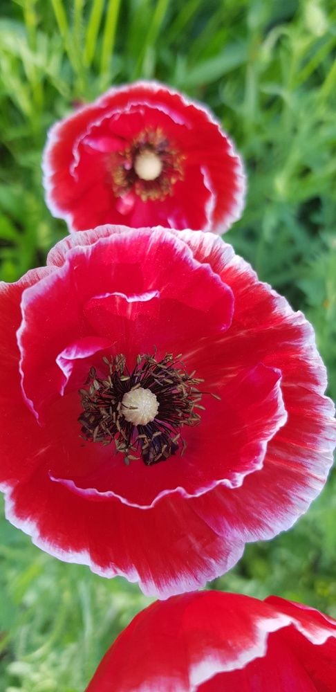 Фотография автора Ольга Мусина