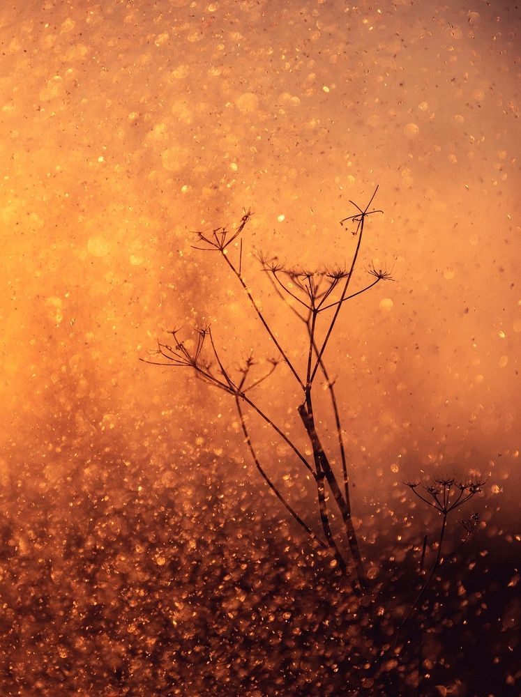 Photograph by Rogozina Olga