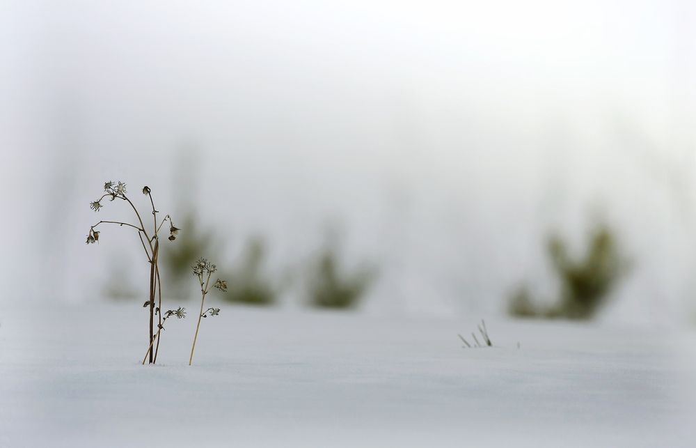 Photograph by Алексей Хахлов