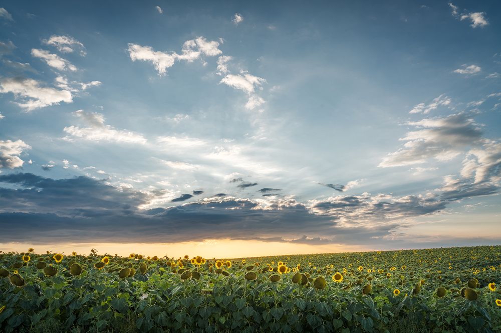 Подсолнухи