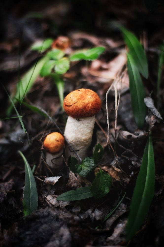 Photograph by Анастасия Астафьева