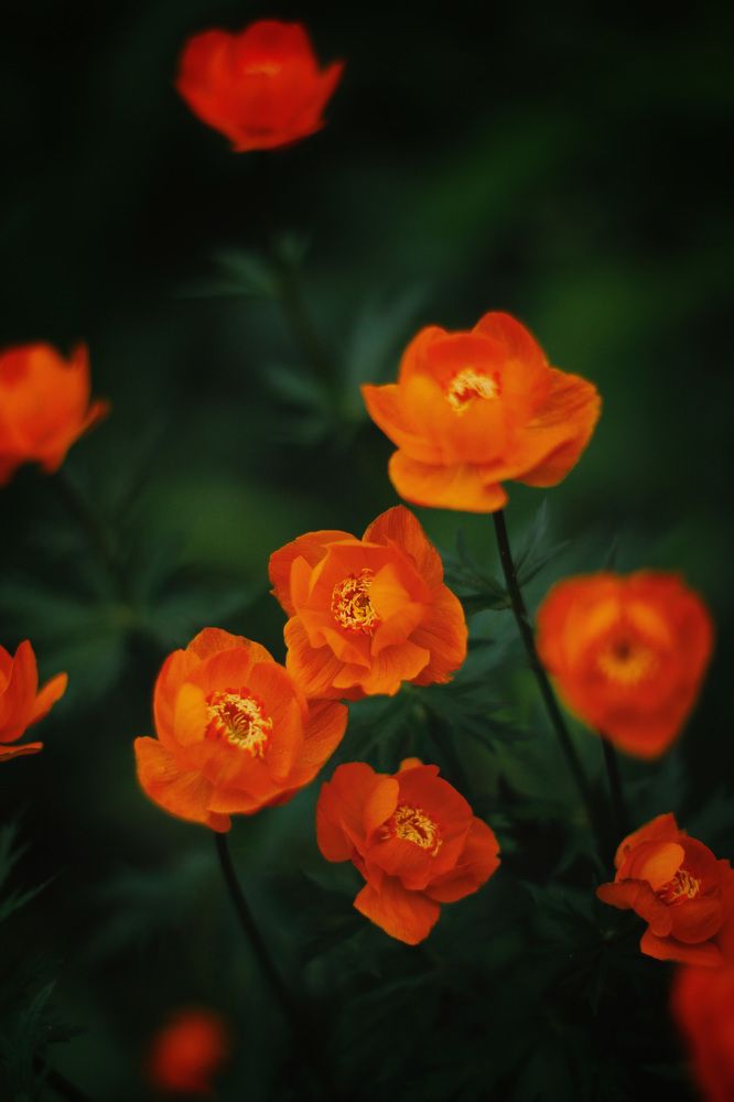 Photograph by Анастасия Астафьева