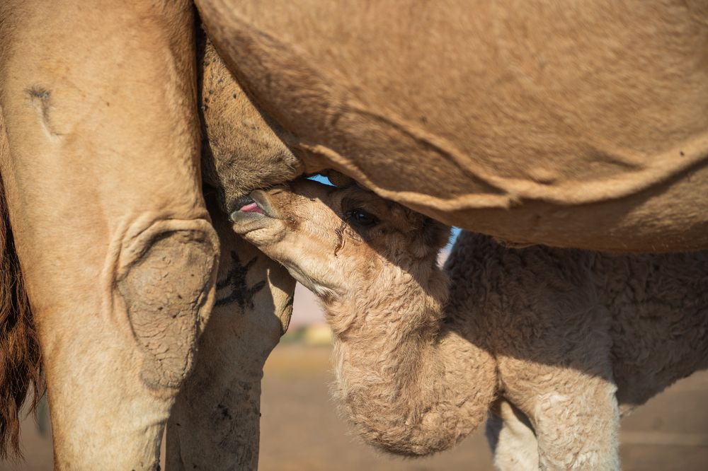 Photograph by Zubair Irshad