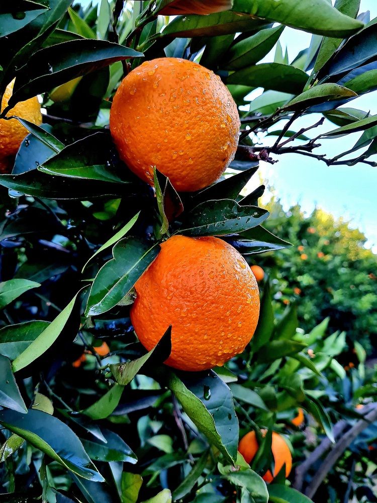 Photograph by Ирина Синягина