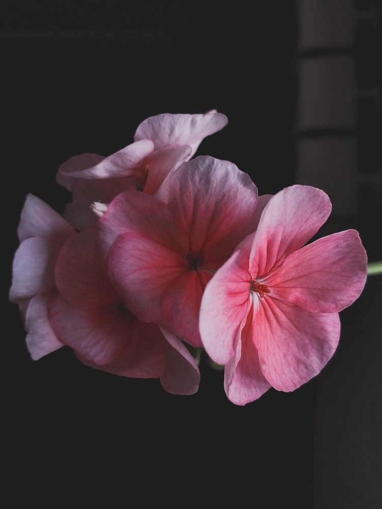 Photograph by Юлия Фирман