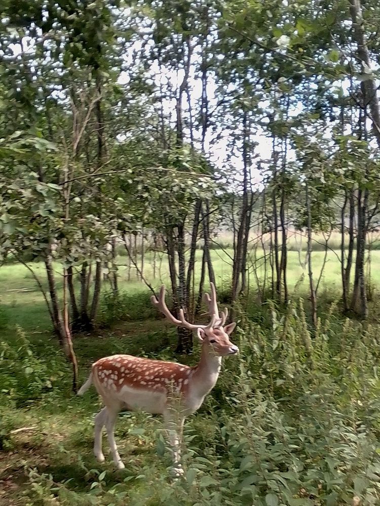 Photo #9531629