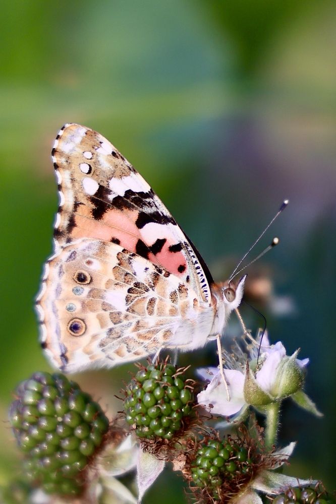 Photograph by Евгения Казакова