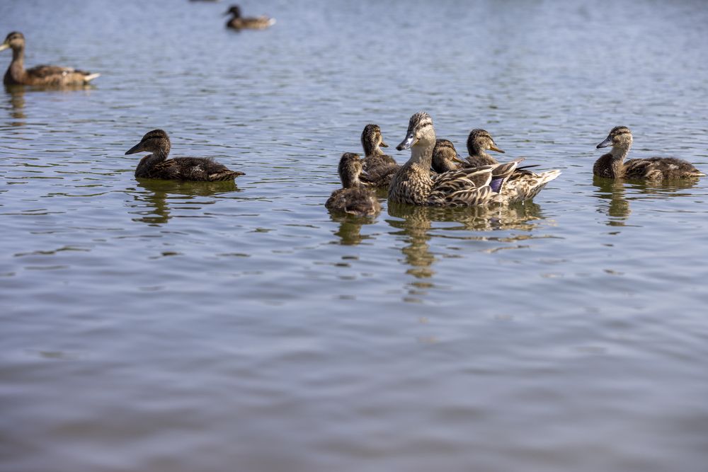 Photograph by Игорь Лейчонок